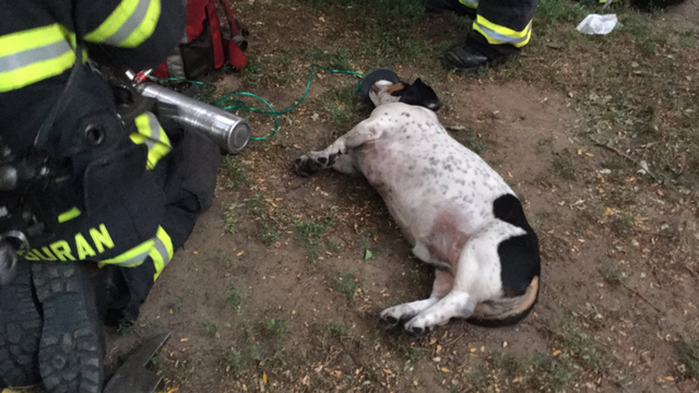 pennsylvania-fire-dog-from-dfd.png 
