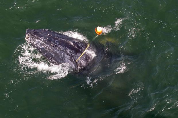 humpback whale entaglement 