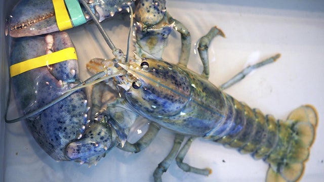 170719-ap-blue-lobster-new-hampshire.jpg 