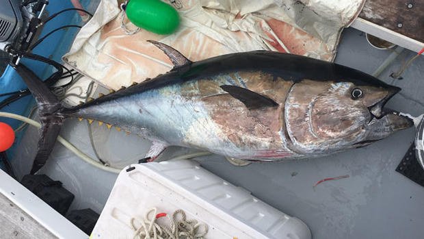 tuna catch 