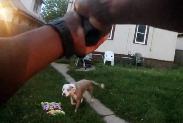 dog cam video