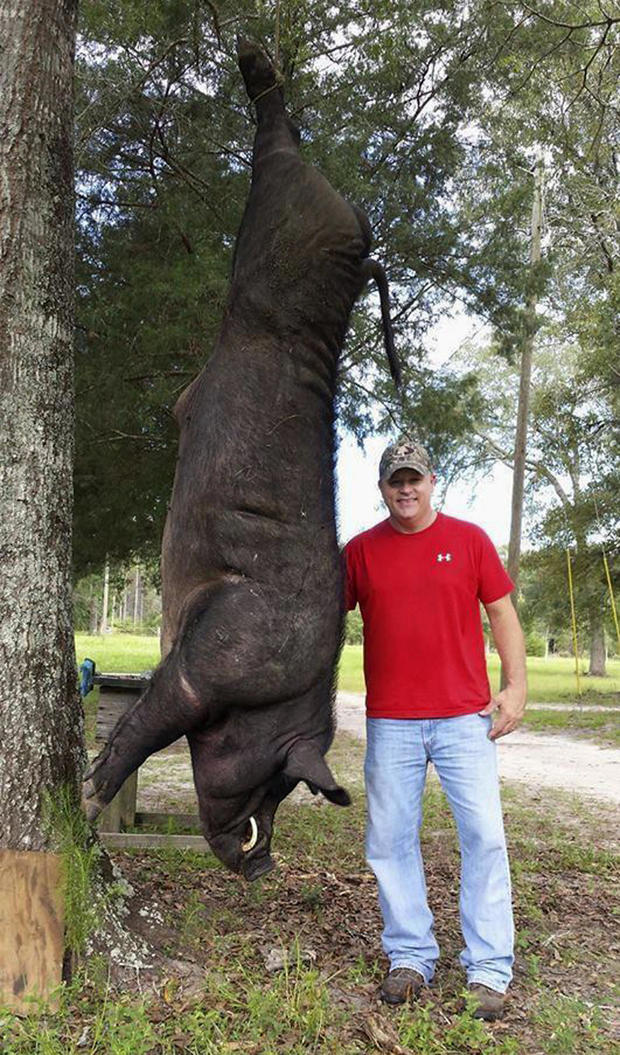 Wade Seago stands next to a dead hog in Samson, Ala., on July 11, 2017, in a photo that he provided. 