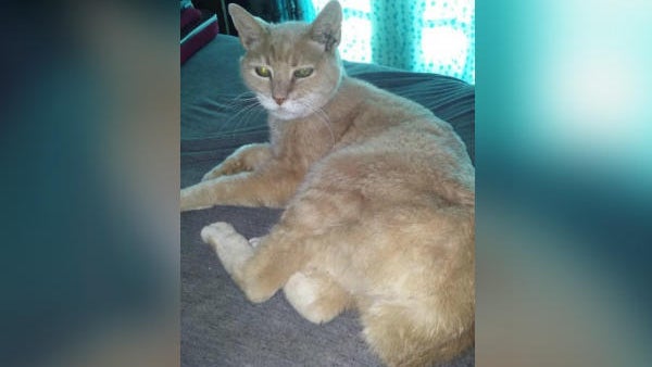 170723-mayor-stubbs-dead.jpg 
