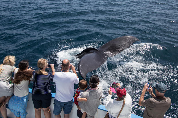 Whale Watching 1-Newport Landing Whale Watching - Verified Ashley 