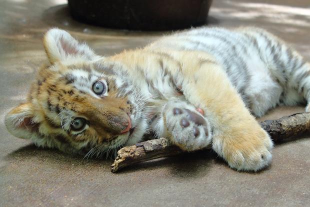 Amur Tiger Cub 