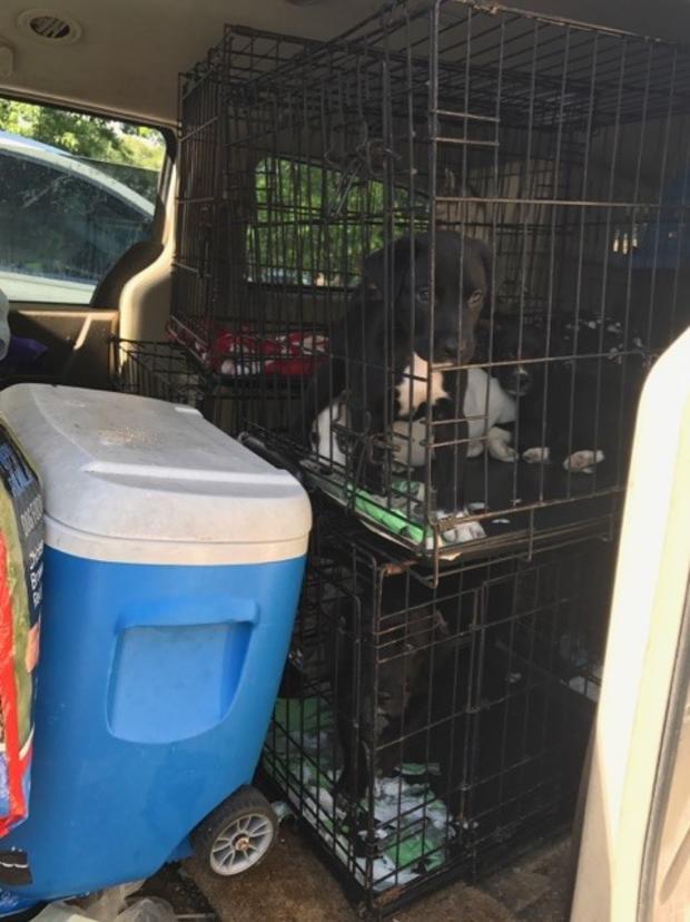 Dogs seized from Keller home 