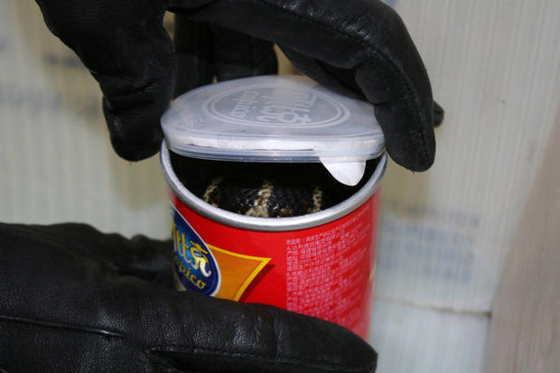 A king cobra snake is seen in a container of chips in this undated handout photo released on July 25, 2017. 