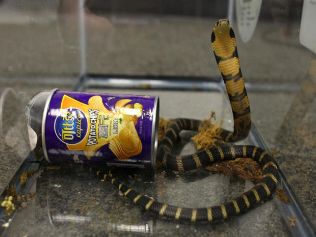 A king cobra snake is seen coming out of a container of chips in this undated handout photo released on July 25, 2017. 