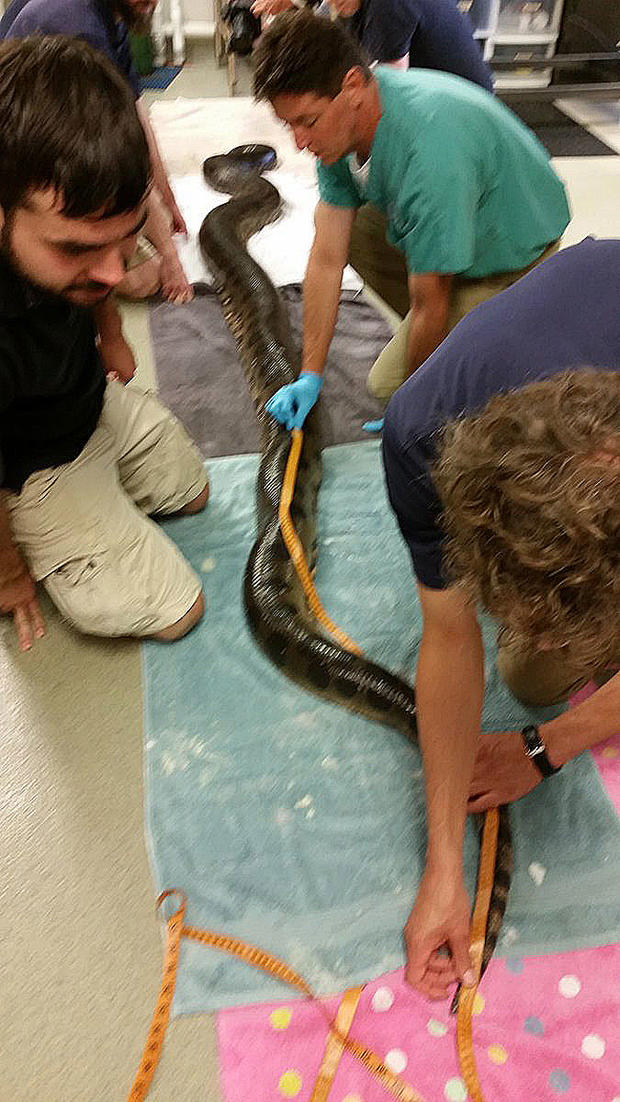 examining-anaconda 