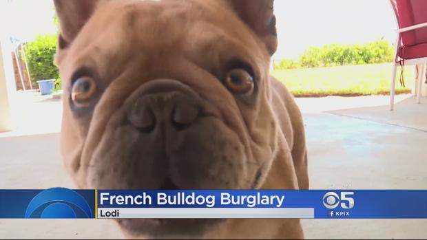 stolen French Bulldogs 