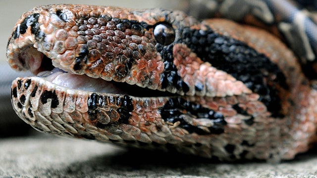 Eva, a more than two-meters-long boa constrictor, protects some of its 31 offspring three days after birth on June 4, 2008, at the National Biodiversity Institute park in Santo Domingo de Heredia, Costa Rica. 