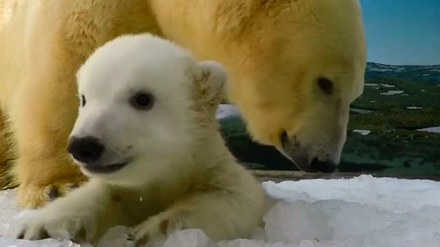 polar-bear-cub.jpg 