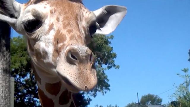 beltre-giraffe-1.jpg 