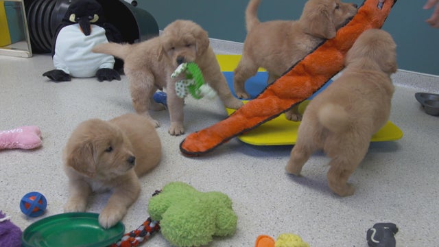 golden-retriever-puppy.jpg 