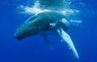 humpback-whale.jpg 