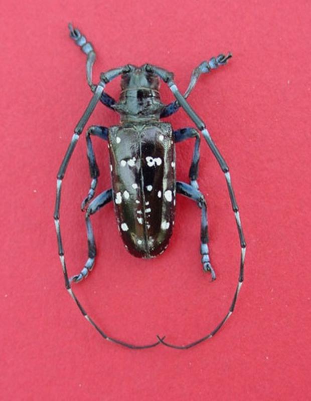 Asian longhorned beetle (Mich dot gov) 