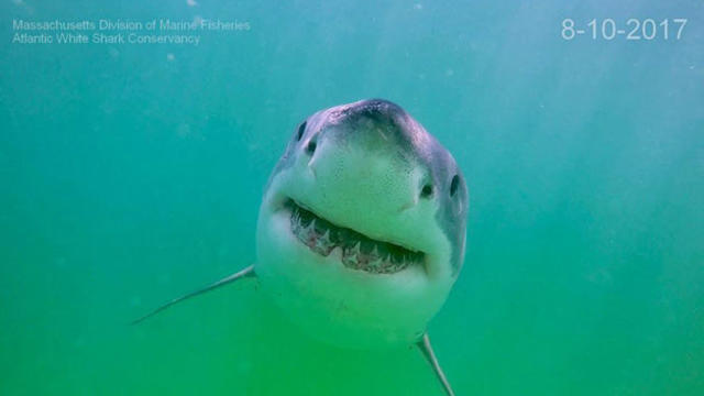 shark-smile.jpg 