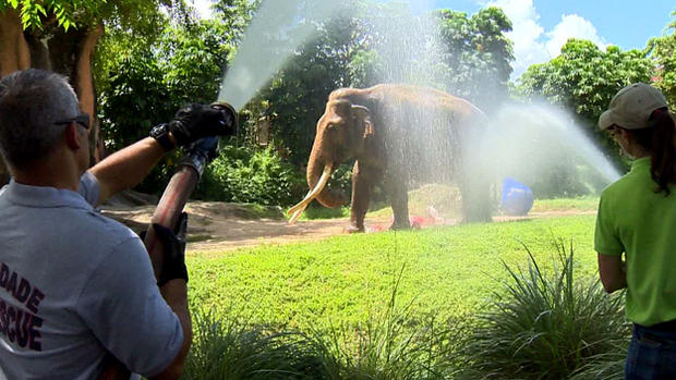 Zoo Miami - World Elephant Day 