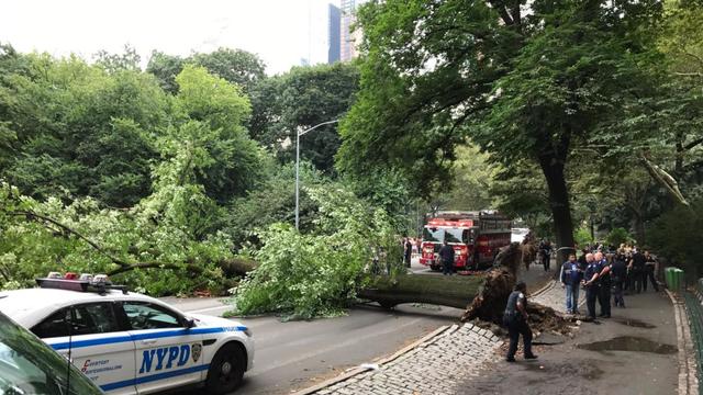 fallen-tree-central-park.jpg 