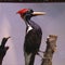 The Lord God Bird