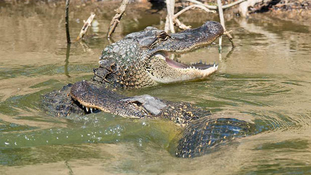american-alligators-verne-lehmberg-620.jpg 