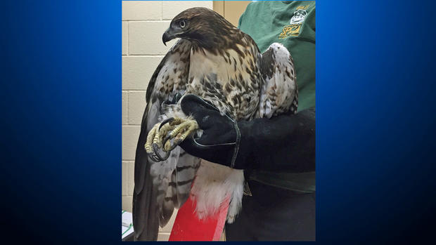 A Red-Tailed Hawk Found Shot Near King City in Monterey County 