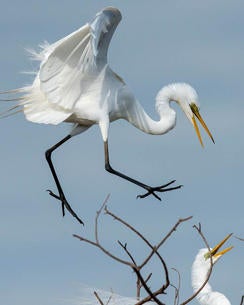 great-egret-verne-lehmberg-244.jpg 