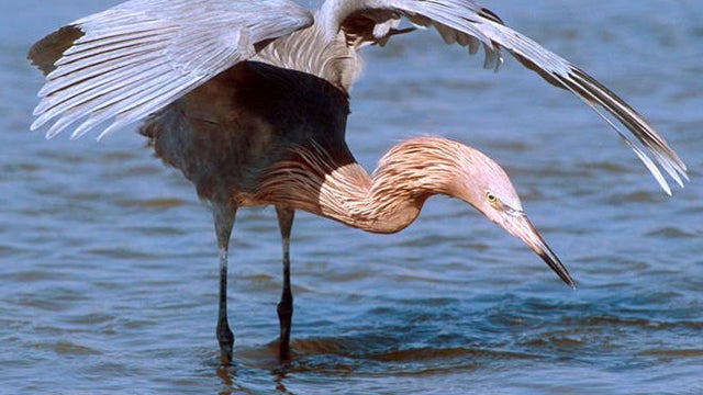reddish-egret-hunting-with-canopied-wings-verne-lehmberg-promo.jpg 