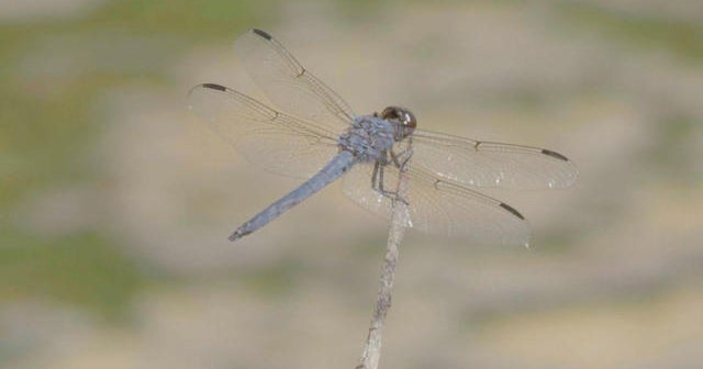Nature: Dragonflies