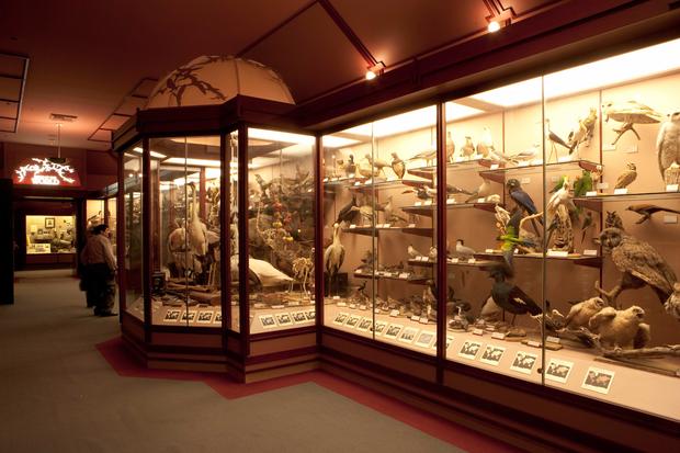 HallOfBirds - natural history museum - verified kellie 