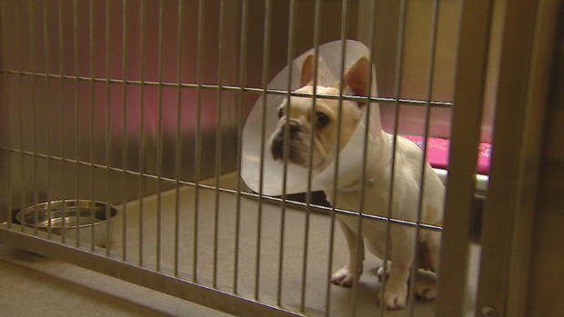 rescued french bulldogs to be adopted 