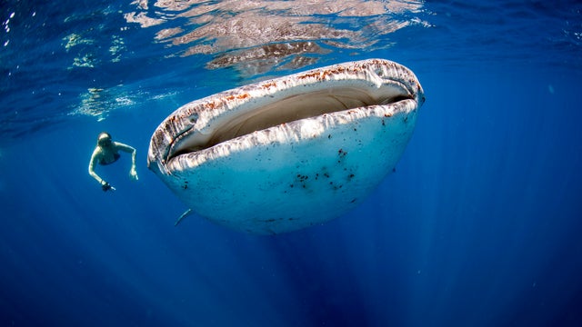 Whale shark and swimmer. 
