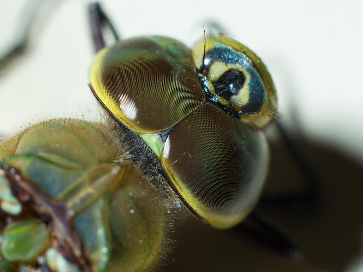 Nature up close: Dragonflies - CBS News