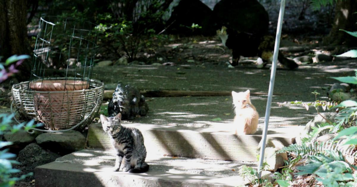 Santa Cruz County Feral Cat Colony 1 