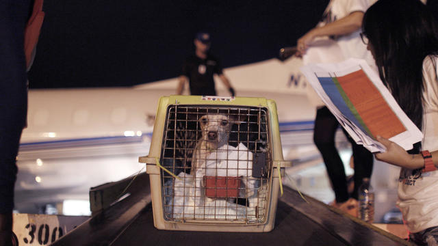 APTOPIX Puerto Rico Dog Airlift 