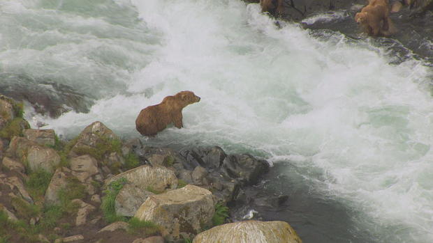 bear-in-water.jpg 
