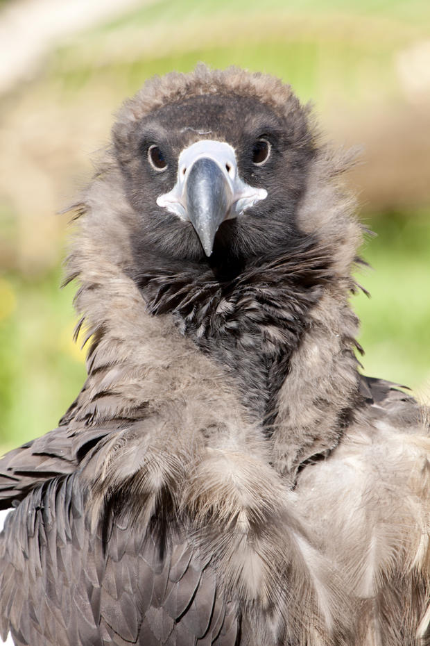 Aztai vulture 2 