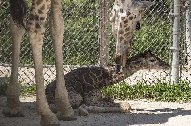 Zoo Miami - Baby Giraffe 