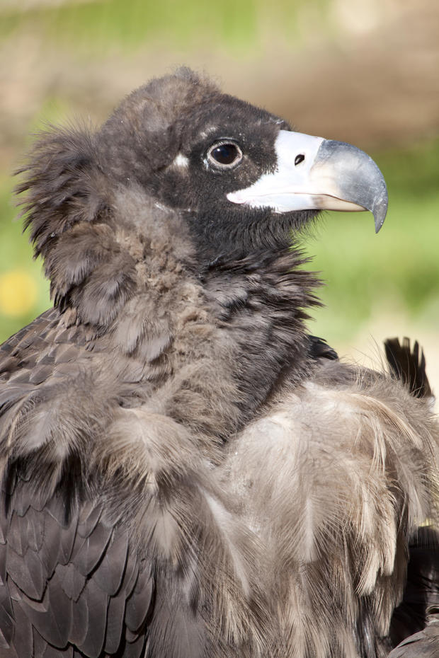Aztai vulture large 