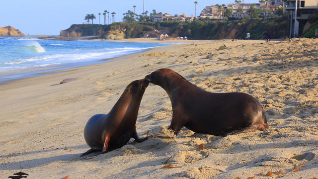 pmmc-endless-summer-gala-1-pacific-marine-mammal-center.jpg 