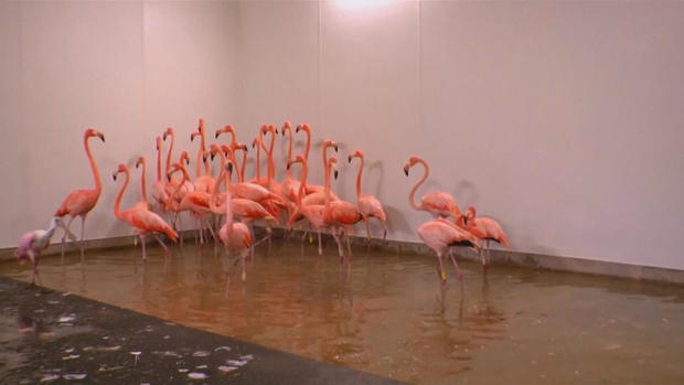 ctm-0910-hurricane-irma-zoo-miami-flamingo.jpg 