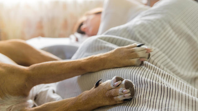 Dog and human sleep in bed 