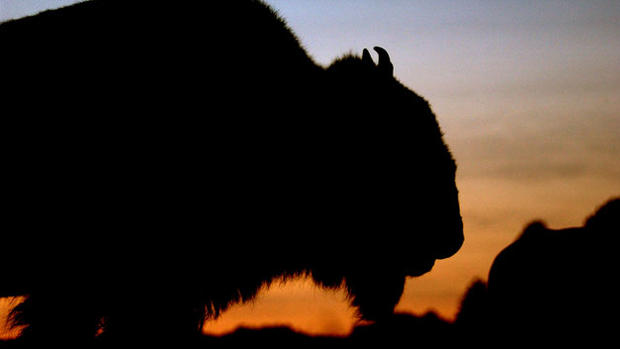 bison-sunset 