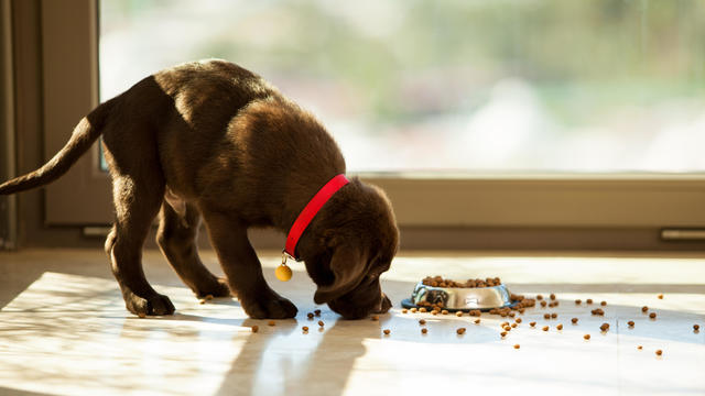 Cute puppy eating from its plate 