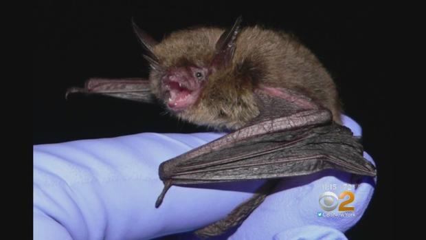 Nursing Home Places Endangered Bats At-Risk 