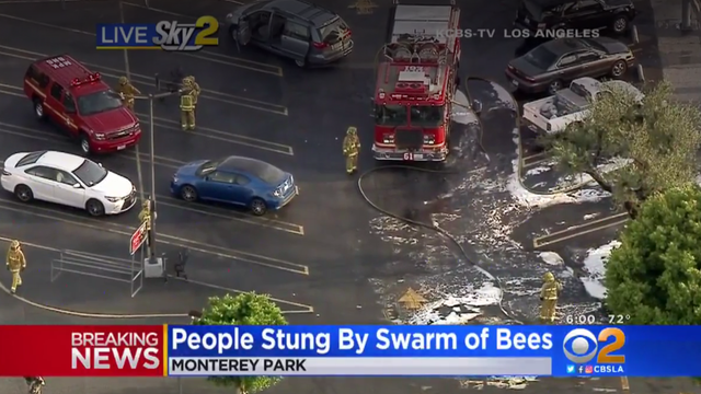 monterey-park-bee-attack-2017-9-16.png 