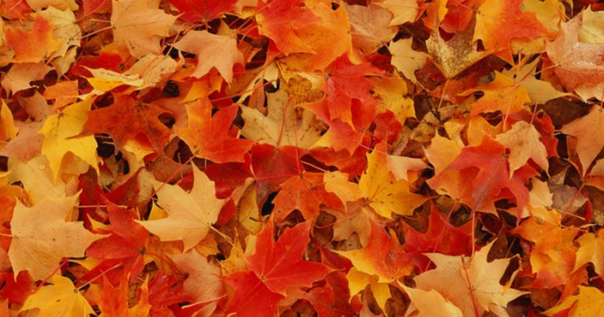 The Ultimate East Coast Fall Foliage Guide CBS Boston