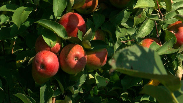 Minnetonka Orchards 