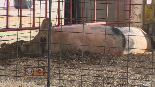 170927-cbsbaltimore-swine-flu-pig.jpg 