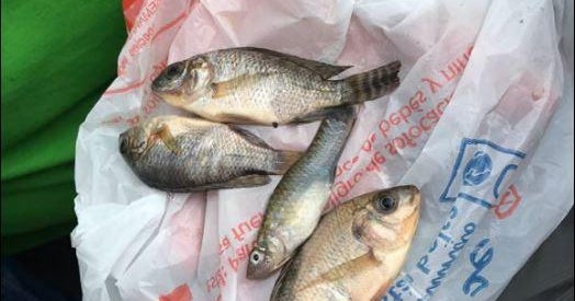Fish fall with rain in Tamaulipas, Mexico - CBS News